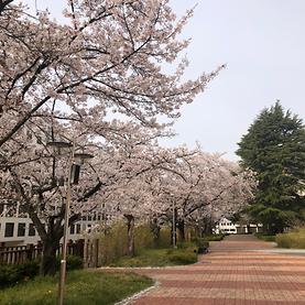 2020년 전주대의 봄~